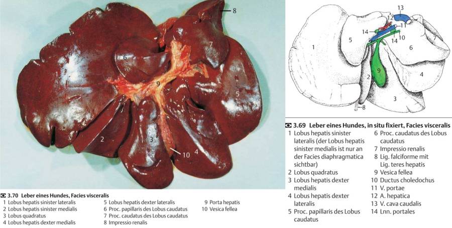 anatomie_-_leber_salomon_2008_.jpg