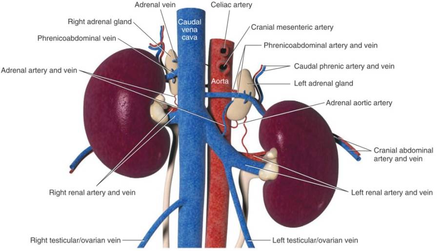 anatomie_-_nebennieren_blutgefaessversorgung_tobias_johnston_2012_.jpg