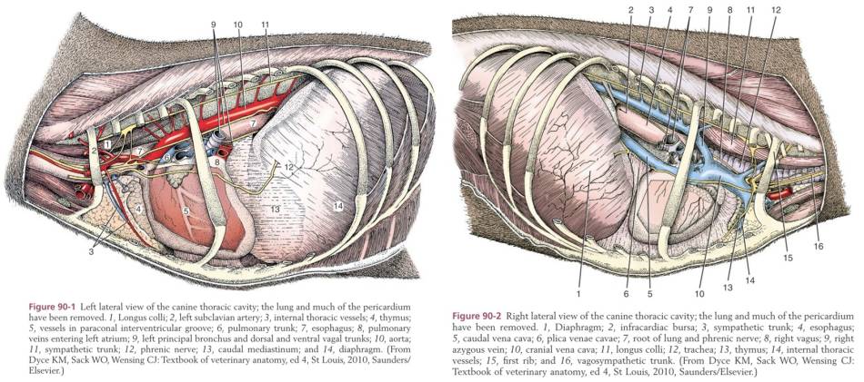 anatomie_-_thorax_tobias_johnston_2012_.jpg