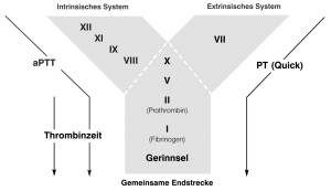 blut_-_gerinnung_intrinisch_und_extrinsisch_idexx_2008_.jpg