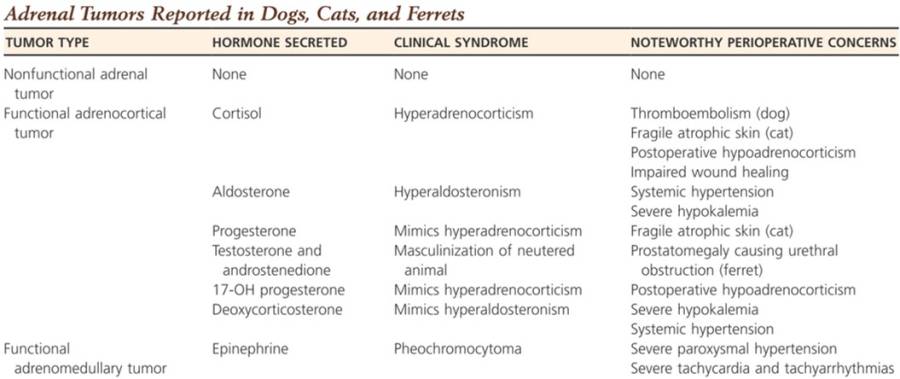 endokrinologie_-_nebennierentumore_und_symptome_tobias_johnston_2012_.jpg
