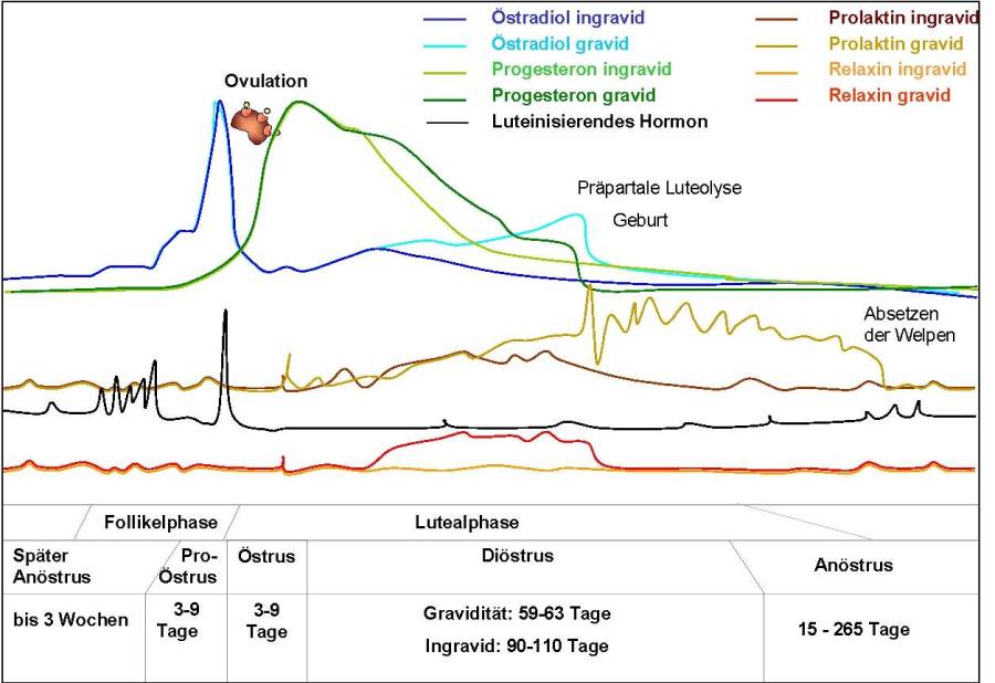 gynaekologie_-_zyklus_huendin_hormonbestimmung_laboklin_2018_.jpg