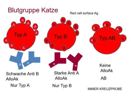 innere_-_blutgruppen_katze.jpg