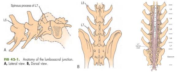 neurochirurgie_-_ces_anatomie_fossum_2013_.jpg