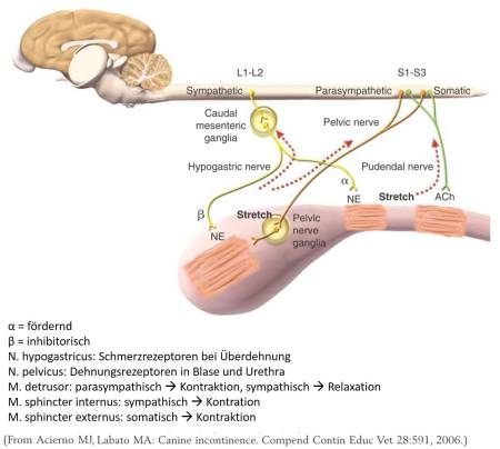 neurologie_-_blaseninnervation_tobias_2012_.jpg