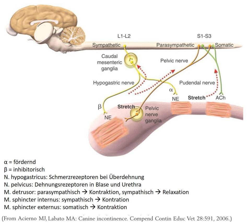 neurologie_-_blaseninnervation_tobias_2012_.jpg