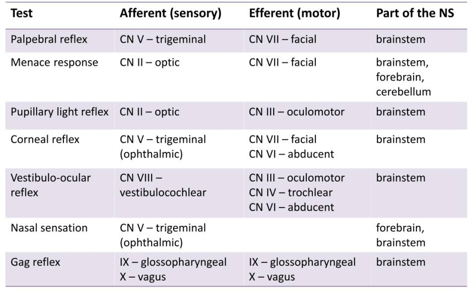 neurologie_-_kopfnervenfunktion_tests_esavs_2018_.jpg
