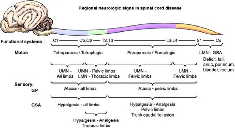 neurologie_-_neurolikalisation_rueckenmark.jpg