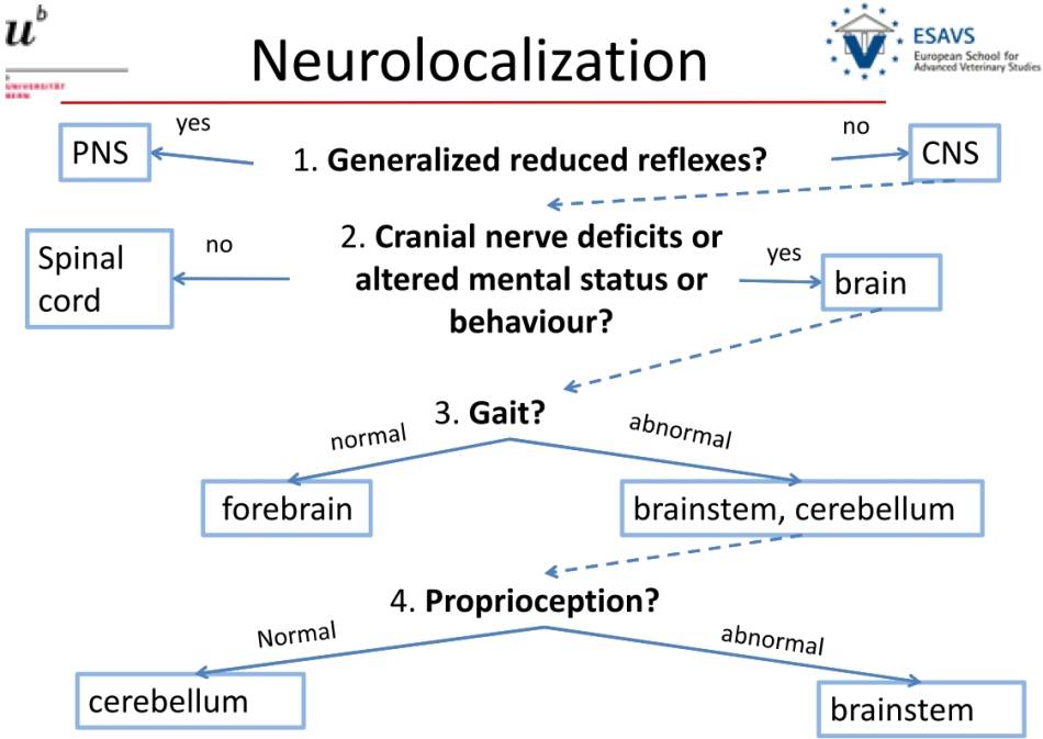 neurologie_-_neurolokalisation_schema_esavs_2018_.jpg