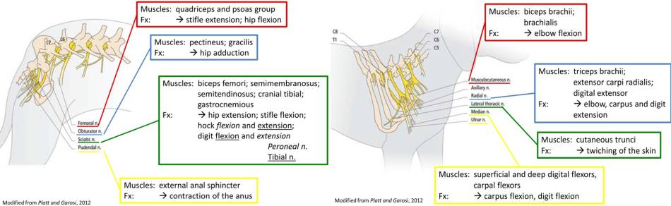 neurologie_-_spinale_reflexe_extremitaeten_esavs_2018_.jpg