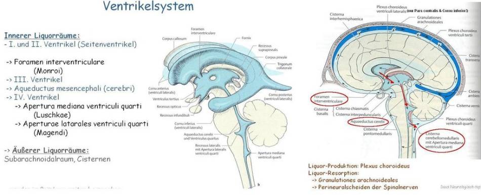 neurologie_-_ventrikelsystem_quizlet.com_2018_.jpg
