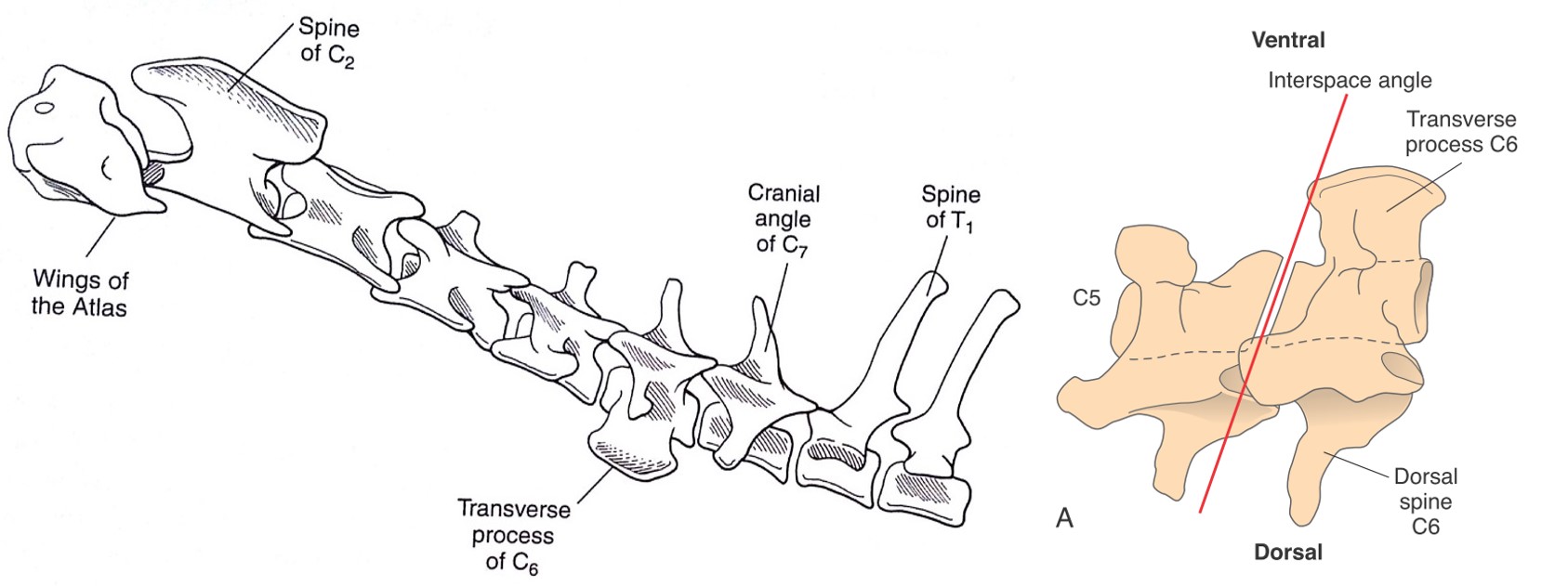 op_-_lokalisation_ventral-slot_fossum_2013_.jpg