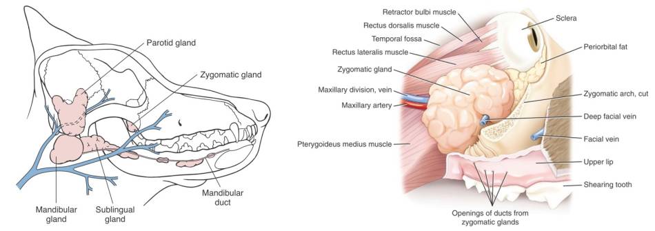 op_-_mukozele_anatomie_2_tobias_johnston_2012_fossum_2013_.jpg