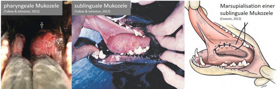 op_-_mukozele_ranula_und_sublinguale_mukozele_tobias_johnston_2012_fossum_2013_.jpg