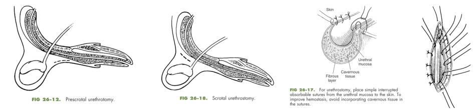 op_-_urethrostomie_lokalisation_und_naht_fossum_2013_.jpg