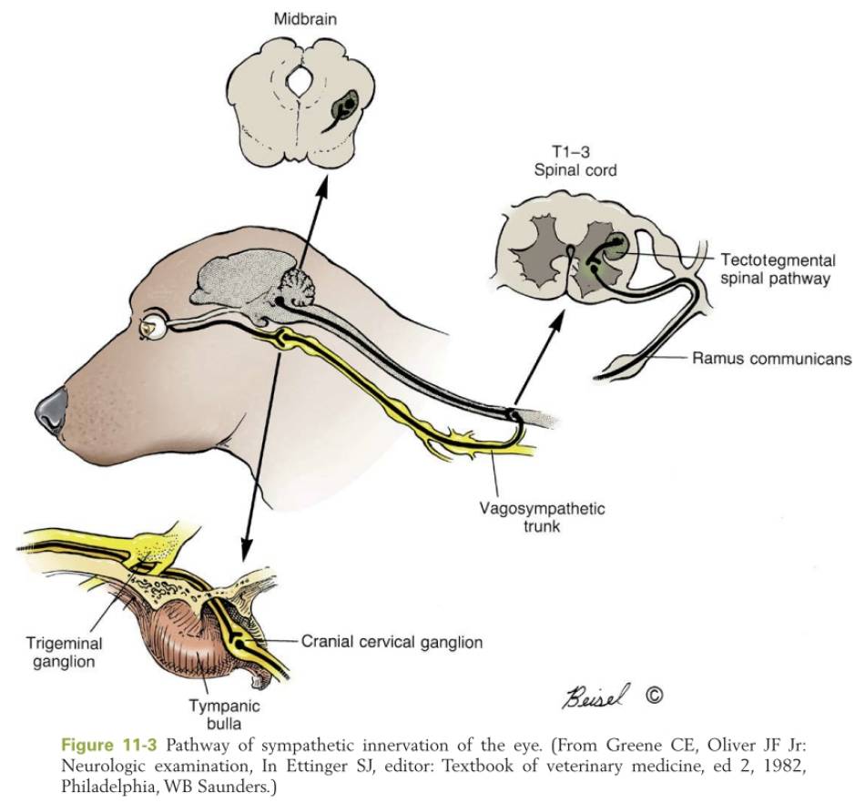 ophthalmologie_-_autonome_invervation_auge_lorenz_et_al._2011_.jpg