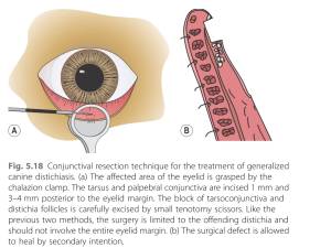 ophthalmologie_-_distichiasis_op_gelatt_2011_.jpg