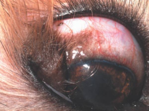 ophthalmologie_-_liddermoid_maggs_et_al._2008_.jpg