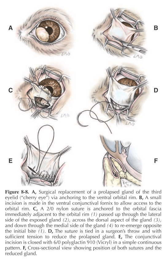 ophthalmologie_-_op_cherry_eye_verankerung_maggs_et_al._2008_.jpg