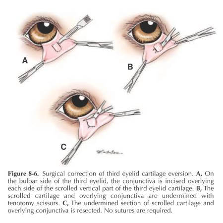 ophthalmologie_-_op_evertierter_nickhautknorpel_maggs_et_al._2008_.jpg