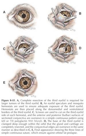 ophthalmologie_-_op_resektion_nickhautdruese_maggs_et_al._2008_.jpg