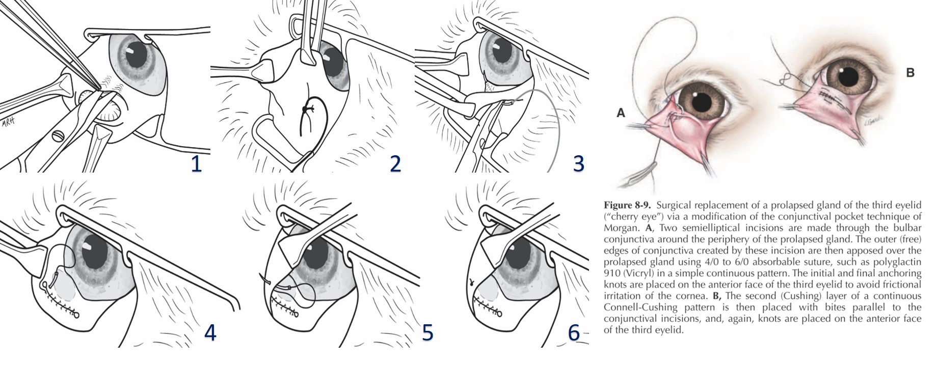 ophthalmologie_op_-_cherry_eye_morgan_pocket_technik_maggs_et_al._2008_.jpg
