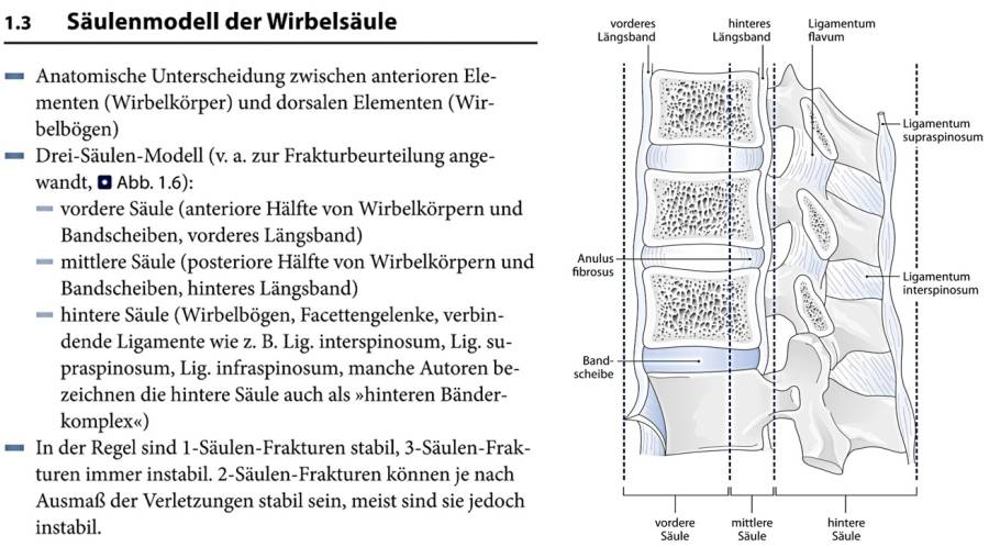 orthopaedie_-_saeulenmodel_wirbelsaeule_wiesmann_nikoubashman_2014_.jpg