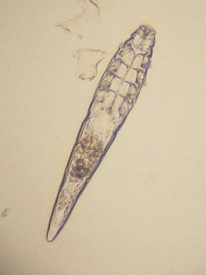 Demodex canis