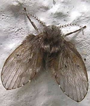 Schmetterlingsmücke