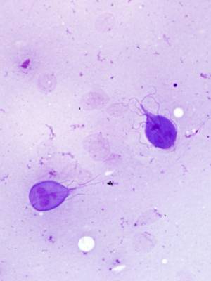 parasiten_giardien_pritt_b_2018_.jpg