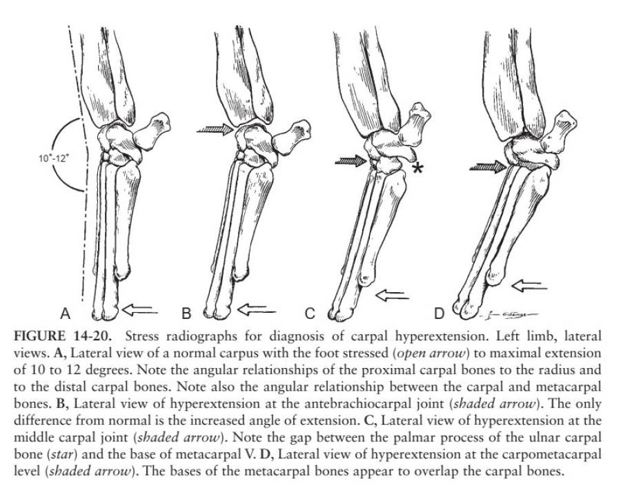 stressroentgenhyperextensionsverletzungkarpusbrinkeretal.2016.jpg