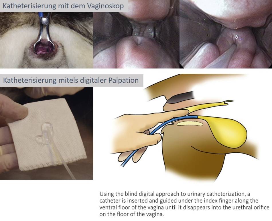 Katheter Hündin