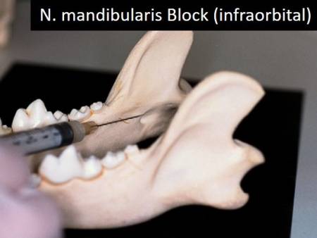 zahnmedizin_-_nervenblock_n._mandibularis_infraorbital_gorrel_2004_.jpg