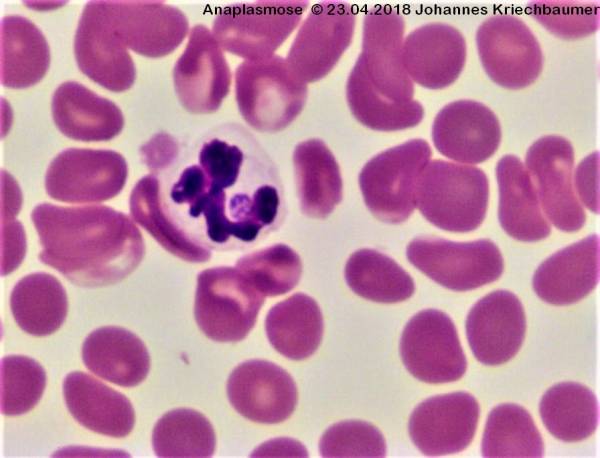 zytologie_-_anaplasmose_johannes_kriechbaumer_2018_.jpg