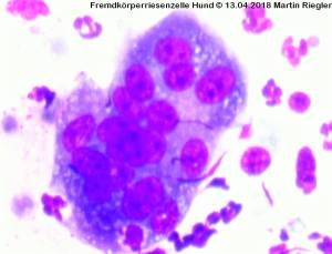 zytologie_fremdkoerperriesenzelle_m2_2014_.jpg