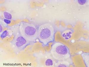 zytologie_histiozytom_hund_hirschberger_2016_.jpg