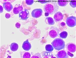zytologie_lymphom_hund_m2_2016_.jpg