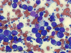 zytologie_malignes_lymphom_hund_hirschberger_2016_.jpg