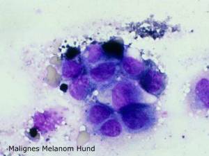 zytologie_malignes_melanom_hund_hirschberger_2016_.jpg