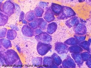 zytologie_mastzelltumor_hund_hirschberger_2016_.jpg