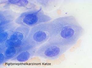 zytologie_plattenepithelkarzinom_hund_hirschberger_2016_.jpg