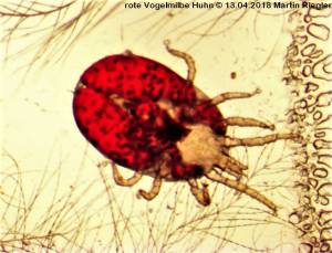 zytologie_rote_vogelmilbe_m2_2014_.jpg