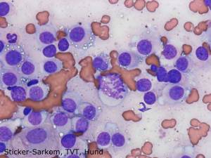 zytologie_stickersarkoim_hund_hirschberger_2016_.jpg