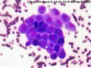 zytologie_thymomom_hund_m2_2015_.jpg