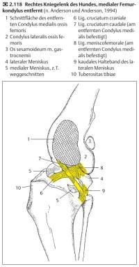 Kniegelenksanatomie craniale Ansicht (Salomon, 2008) Kniegelenksanatomie craniale Ansicht (Salomon, 2008)