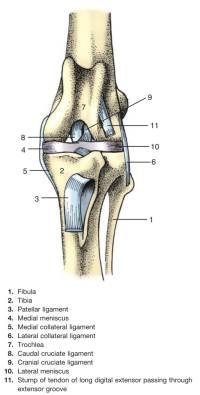 kniegelenksanatomie_singh_saunders_veterinary_anatomy_flash_cards_2nd_ed_2015_.jpg kniegelenksanatomie_singh_saunders_veterinary_anatomy_flash_cards_2nd_ed_2015_.jpg