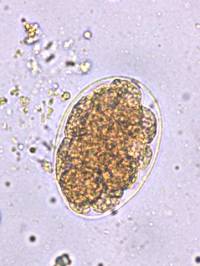 parasiten_ancyclostoma_caninum_pritt_2016_.jpg parasiten_ancyclostoma_caninum_pritt_2016_.jpg