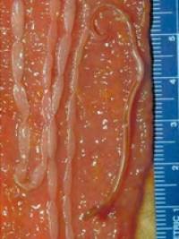 parasiten_dipylidium_caninum_quelle_unbekannt_.jpg parasiten_dipylidium_caninum_quelle_unbekannt_.jpg