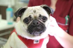 ophthalmologie-nasalekanthusplastikpauli.jpg ophthalmologie-nasalekanthusplastikpauli.jpg