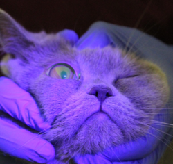 ulkus recurrens Katze herpesinduziert ulkus recurrens Katze herpesinduziert